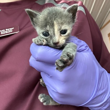 Shelter Stray Female Cat last seen Bryan, TX 77845, Bryan, TX 77807