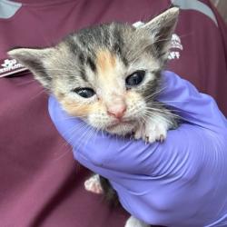 Shelter Stray Female Cat last seen Bryan, TX 77845, Bryan, TX 77807