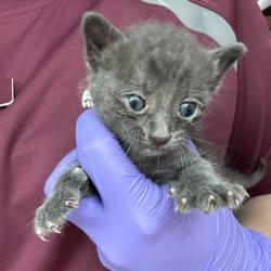 Shelter Stray Male Cat last seen Bryan, TX 77845, Bryan, TX 77807