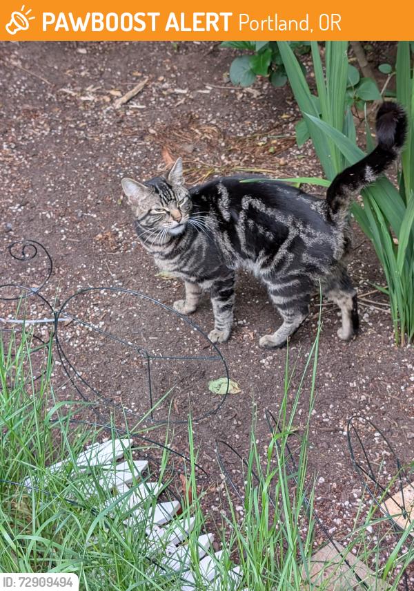 Found/Stray Male Cat last seen Prescott , Portland, OR 97220