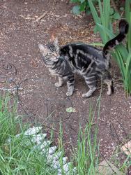 Found/Stray Male Cat last seen Prescott , Portland, OR 97220