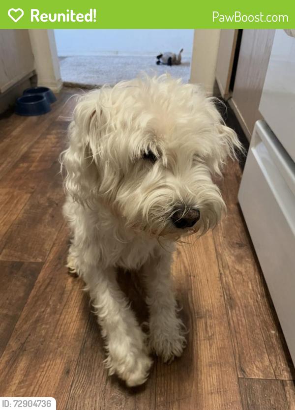 Reunited Male Dog last seen Oriole dr, Lewisville, TX 75077, Lewisville, TX 75077