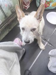 Found/Stray Male Dog last seen Western ave and 69th street , Los Angeles, CA 90047