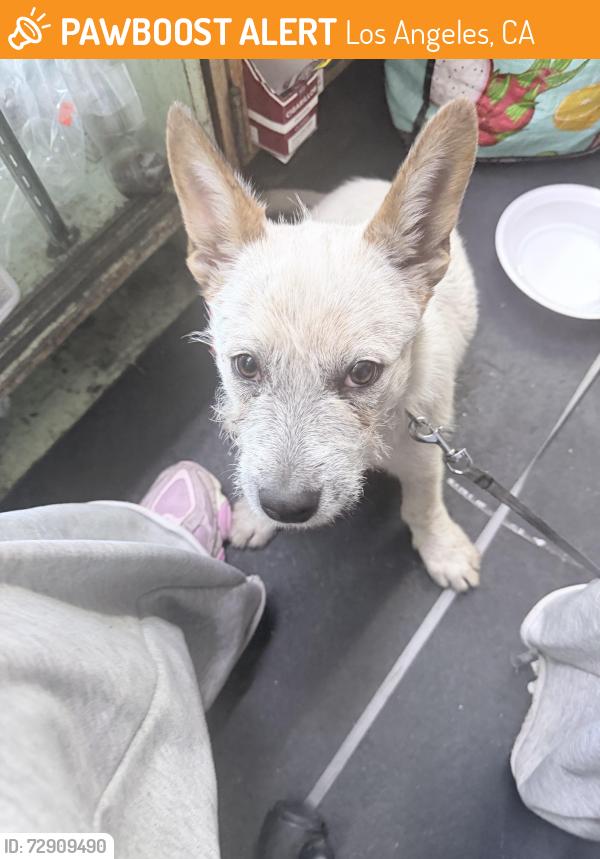 Found/Stray Male Dog last seen Western ave and 69th street , Los Angeles, CA 90047