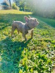 Reunited Male Dog last seen Near McEver Park Circle, Acworth, GA 30101