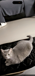 Reunited Male Cat last seen Kennedy rd, Toronto, ON M1K 2B2