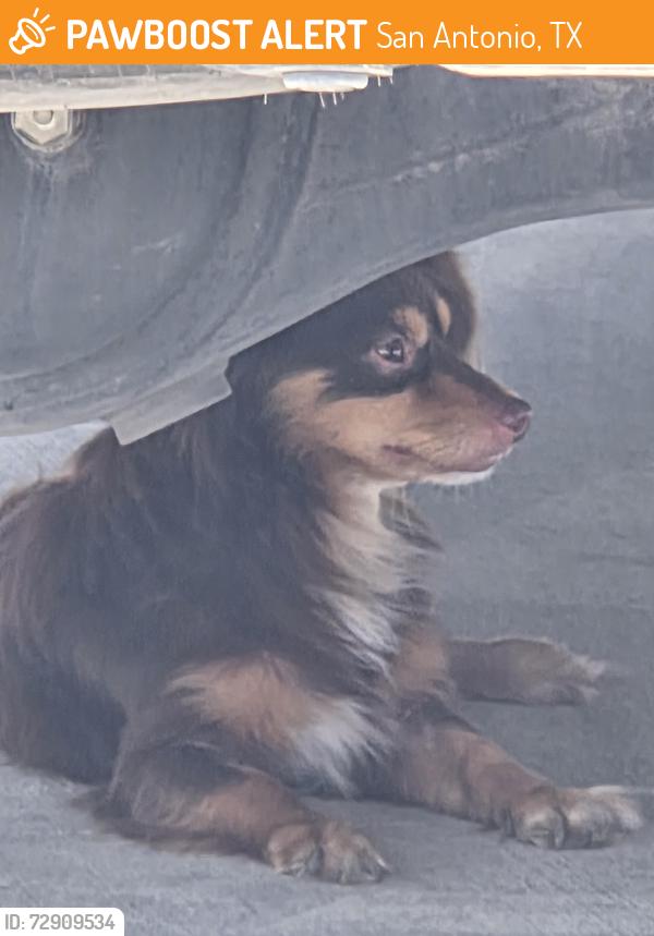 Found/Stray Unknown Dog last seen Near pinn road, San Antonio, TX 78227