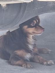 Found/Stray Unknown Dog last seen Near pinn road, San Antonio, TX 78227