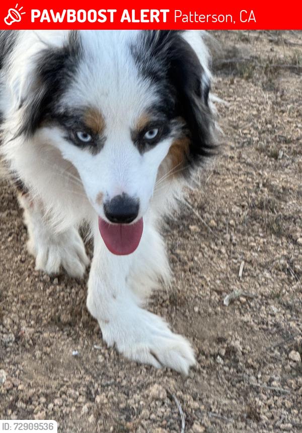 Lost Male Dog last seen Fruit and Soquel, Patterson, CA 95363