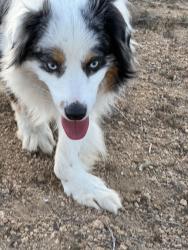 Lost Male Dog last seen Fruit and Soquel, Patterson, CA 95363