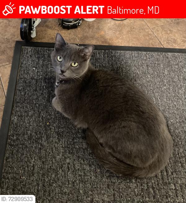 Lost Female Cat last seen Papi’s tacos Falls rd , Baltimore, MD 21211