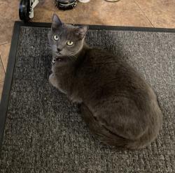 Lost Female Cat last seen Papi’s tacos Falls rd , Baltimore, MD 21211