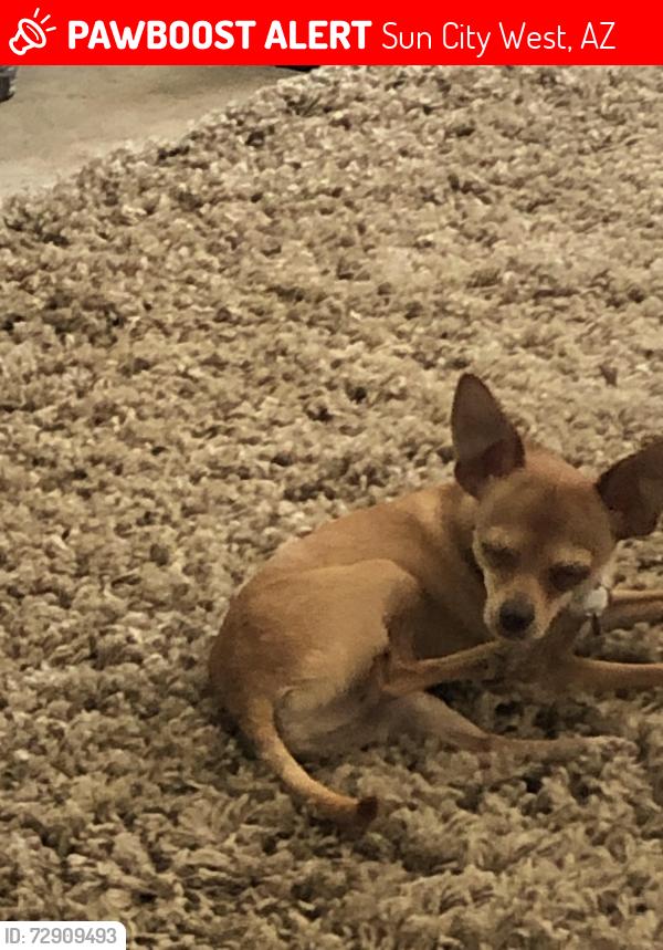 Lost Male Dog last seen Deer Valley And 135 th, Sun City West, AZ 85375