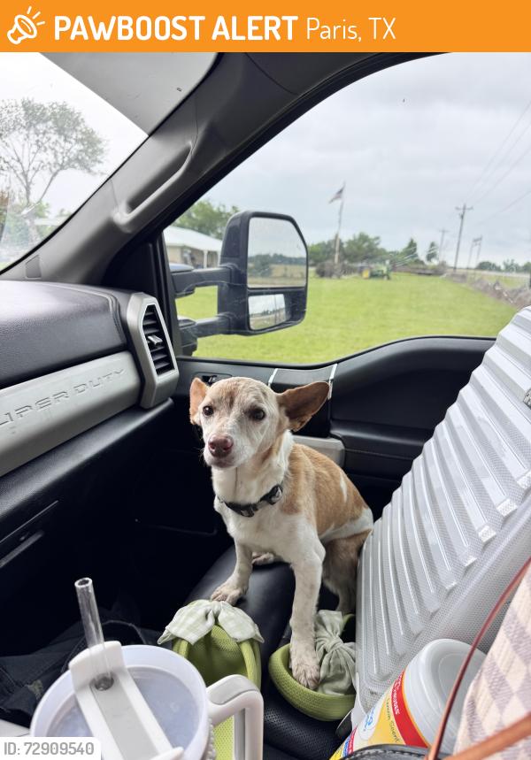 Found/Stray Unknown Dog last seen Near SH-19 s Paris Texas , Paris, TX 75462