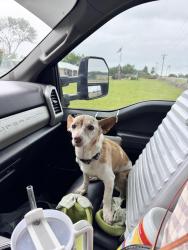 Found/Stray Unknown Dog last seen Near SH-19 s Paris Texas , Paris, TX 75462