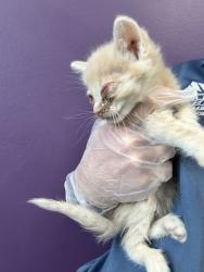 Shelter Stray Male Cat last seen Near W Princeton Drive, Midvale, UT, 84047, Taylorsville, UT 84123