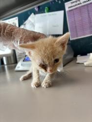 Shelter Stray Female Cat last seen Near W Princeton Drive, Midvale, UT, 84047, Taylorsville, UT 84123