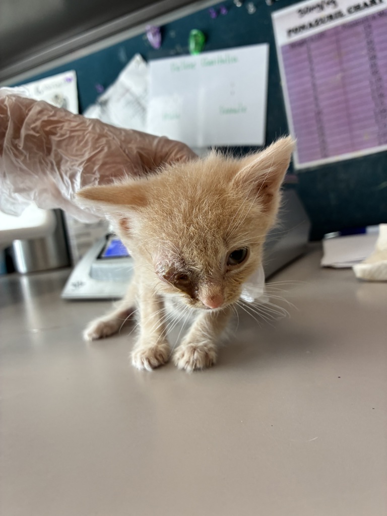 Shelter Stray Female Cat last seen Near W Princeton Drive, Midvale, UT, 84047, Taylorsville, UT 84123