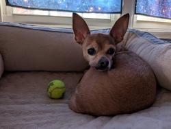Reunited Male Dog last seen Clearview & Harris in Crafton, Ross Township, PA 15229