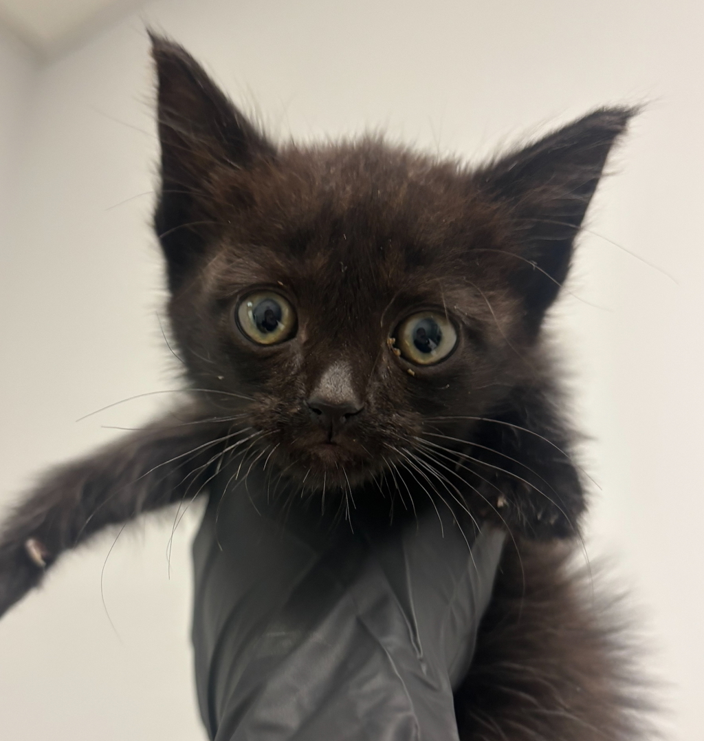 Shelter Stray Male Cat last seen Near S 58th Street, San Diego, CA, 92114, San Diego, CA 92110