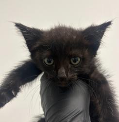 Shelter Stray Female Cat last seen Near S 58th Street, San Diego, CA, 92114, San Diego, CA 92110