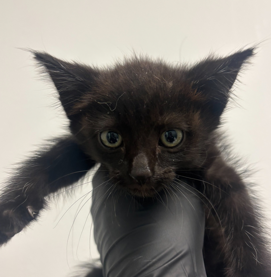 Shelter Stray Female Cat last seen Near S 58th Street, San Diego, CA, 92114, San Diego, CA 92110