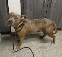 Shelter Stray Male Dog last seen Near E Valley Parkway, Escondido, CA, 92027, Escondido, CA 92027