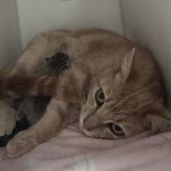 Shelter Stray Female Cat last seen Near W 10th Avenue, Escondido, CA, 92025, Escondido, CA 92027