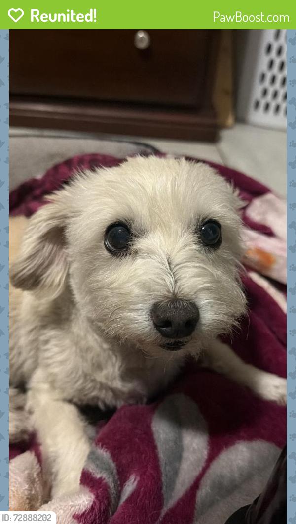 Reunited Female Dog last seen Carlin Ave, in front of Mark Twain Elementary, Lynwood, CA 90262