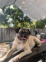 Lost Female Dog last seen mckinley and first, by el premiero, Fresno, CA 93703