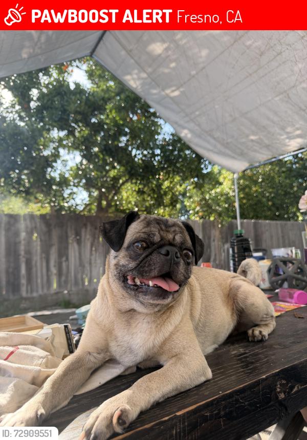 Lost Female Dog last seen mckinley and first, by el premiero, Fresno, CA 93703