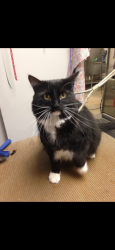 Reunited Male Cat last seen Highway W, Smithville, MO 64089