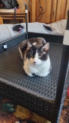 Reunited Male Cat last seen Cloisters road , Luton, England LU4 0NJ
