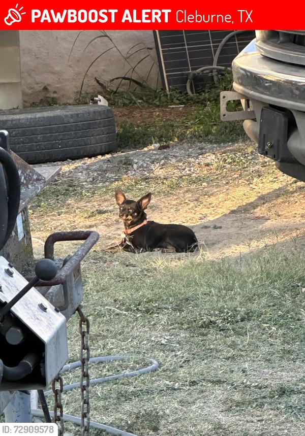 Lost Female Dog last seen County road 805 and mockingbird circle , Cleburne, TX 76031