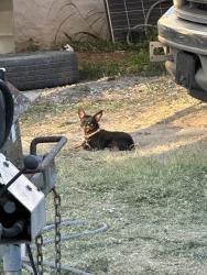 Lost Female Dog last seen County road 805 and mockingbird circle , Cleburne, TX 76031