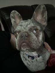 Reunited Female Dog last seen Near Central Ave, Ceres, CA 95307, USA, Ceres, CA 95307