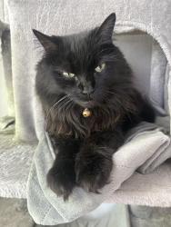 Reunited Female Cat last seen Heritage Green Dr, Cornelius, NC 28031