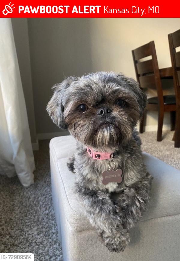 Lost Female Dog last seen N Kensington and N Elmwood , Kansas City, MO 64156