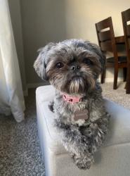 Lost Female Dog last seen N Kensington and N Elmwood , Kansas City, MO 64156