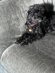 Reunited Male Dog last seen Myrtle Broadway / Kosciuszko St, Brooklyn, NY 11206