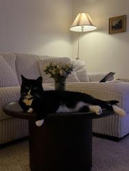 Lost Female Cat last seen Camino Noguera & Camino Calma, San Diego, CA 92122