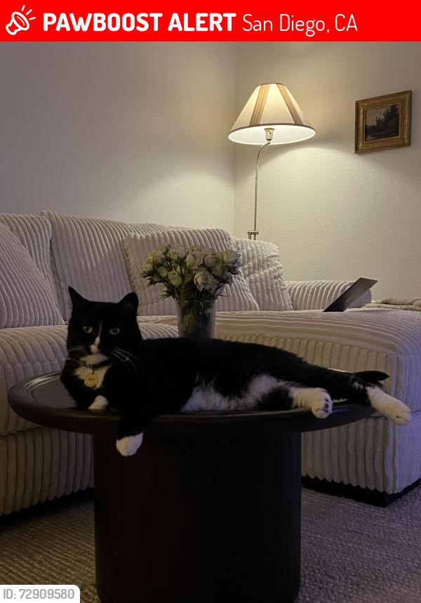 Lost Female Cat last seen Camino Noguera & Camino Calma, San Diego, CA 92122