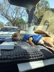 Reunited Male Dog last seen Vermont and Adams, Los Angeles, CA 90007