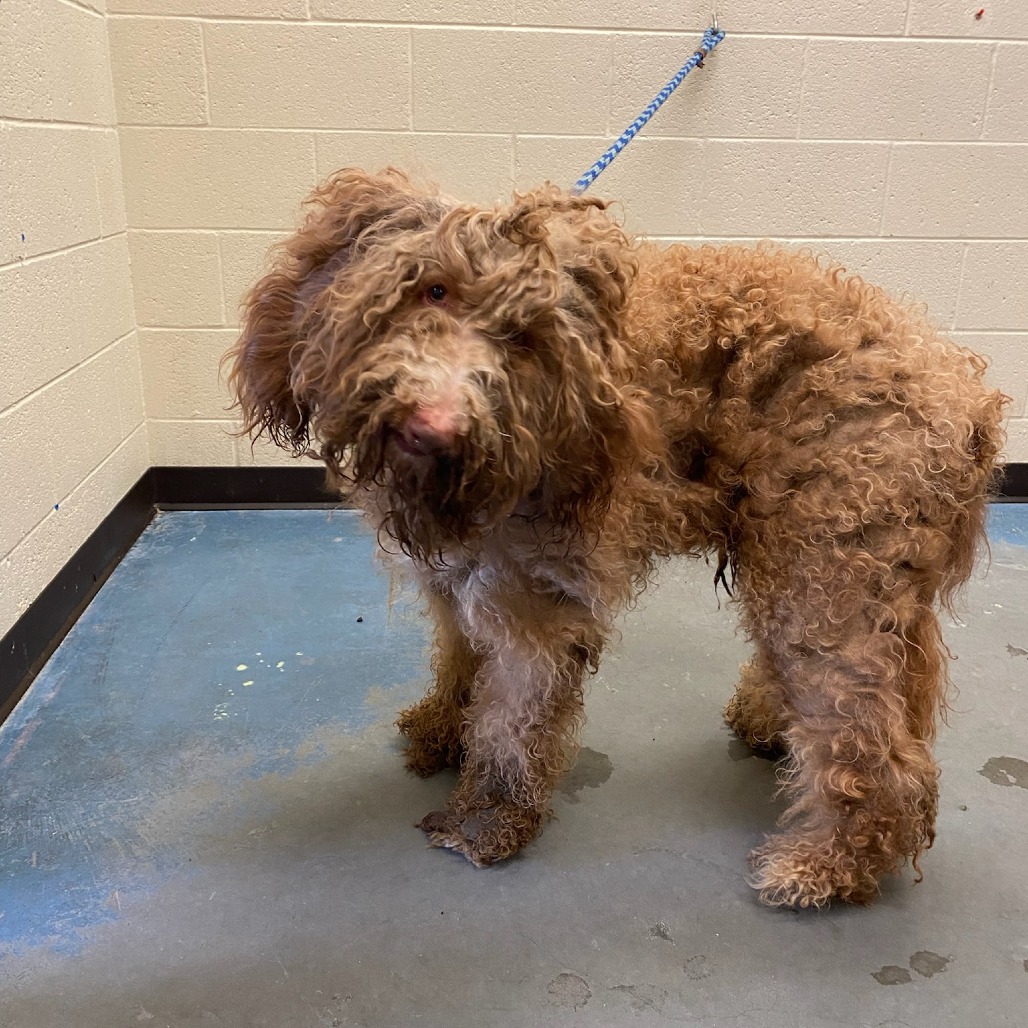 Shelter Stray Male Dog last seen , Memphis, TN 38133