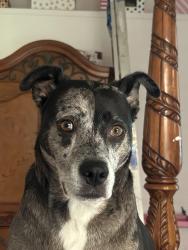 Lost Male Dog last seen Oakwood Terrace and Carson Rd. Haltom City, Fort Worth, TX 76117