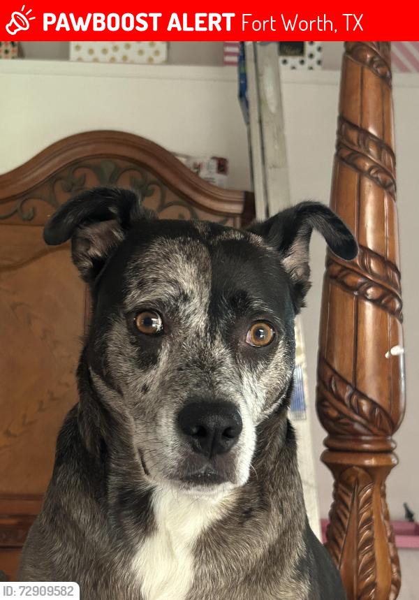 Lost Male Dog last seen Oakwood Terrace and Carson Rd. Haltom City, Fort Worth, TX 76117