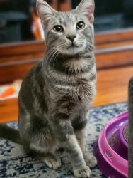 Reunited Male Cat last seen Lakewood and South , Lakewood, CA 90712