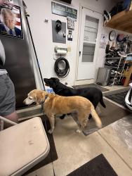 Found/Stray Male Dog last seen Hogan hill and Lori Lane, Elgin, IL 60124
