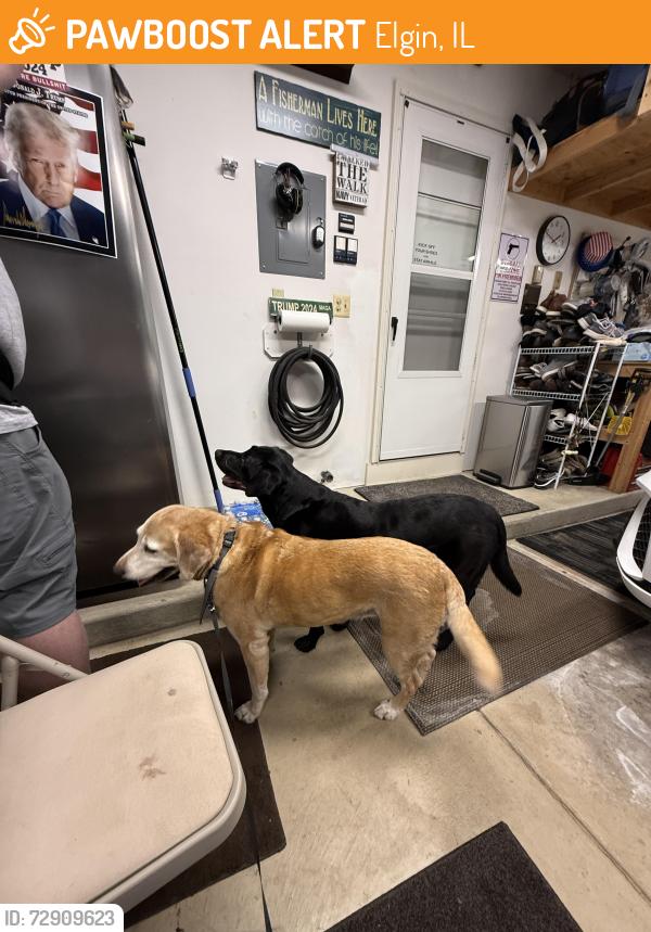 Found/Stray Male Dog last seen Hogan hill and Lori Lane, Elgin, IL 60124
