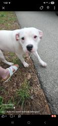 Found/Stray Female Dog last seen Community and Mostyn Dr, Magnolia, TX 77354